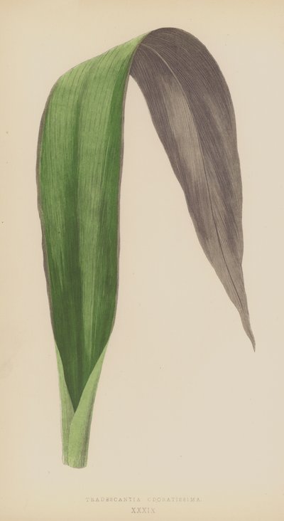 Tradescantia Odoratissima - English School